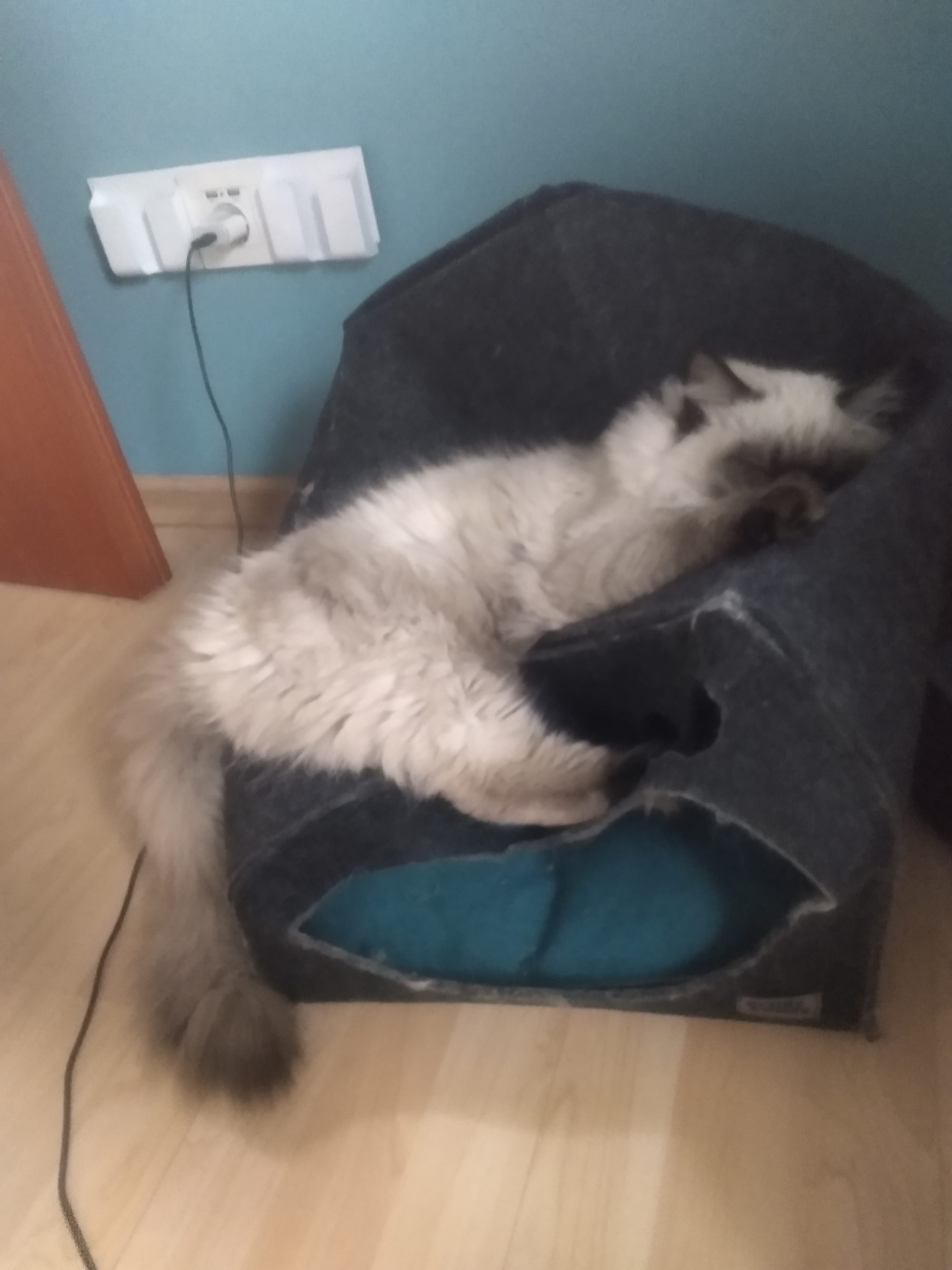Kocie życie....