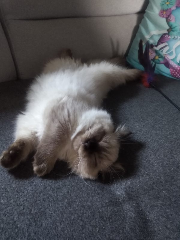 To co Lucyfer kocha najbardziej...