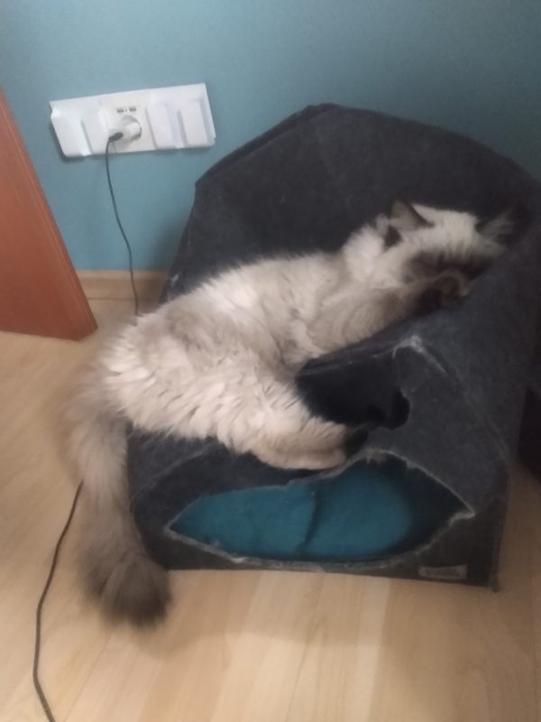 Kocie życie....